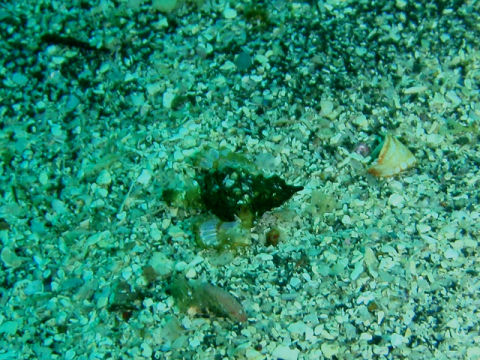 �ɓ������ʐ^�@�N���b�N�ő傫���Ȃ�܂�