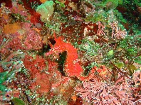 �ɓ������ʐ^�@�N���b�N�ő傫���Ȃ�܂�