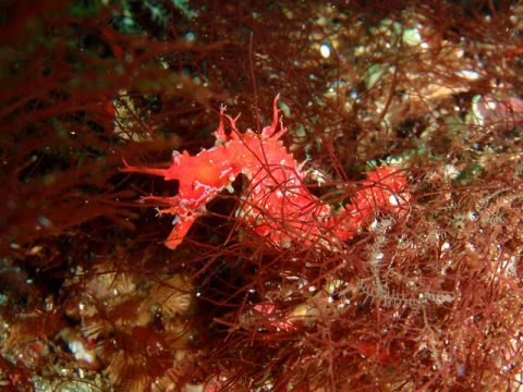 �ɓ������ʐ^�@�N���b�N�ő傫���Ȃ�܂�