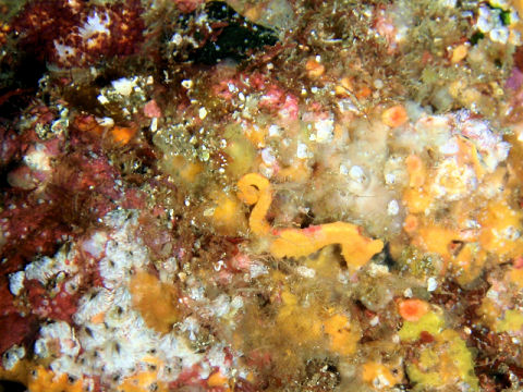 �ɓ������ʐ^�@�N���b�N�ő傫���Ȃ�܂�