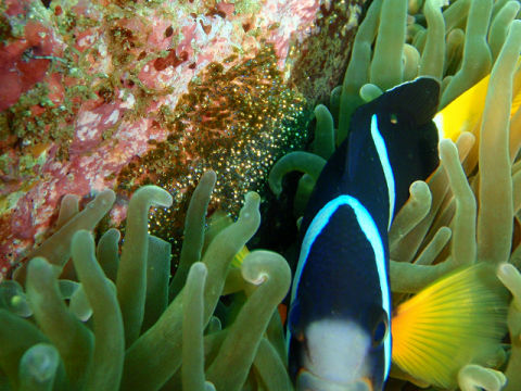 �ɓ������ʐ^�@�N���b�N�ő傫���Ȃ�܂�