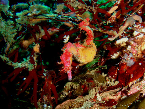 �ɓ������ʐ^�@�N���b�N�ő傫���Ȃ�܂�