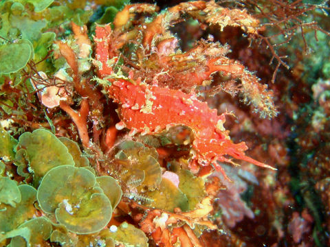 �ɓ������ʐ^�@�N���b�N�ő傫���Ȃ�܂�