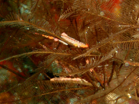 �ɓ������ʐ^�@�N���b�N�ő傫���Ȃ�܂�