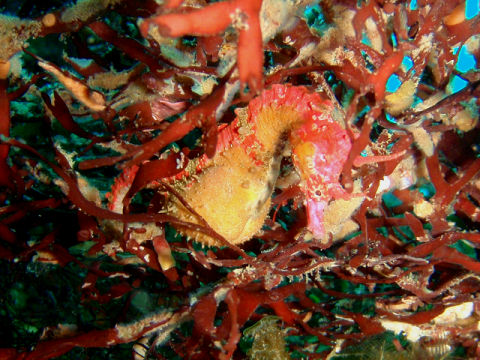 �ɓ������ʐ^�@�N���b�N�ő傫���Ȃ�܂�