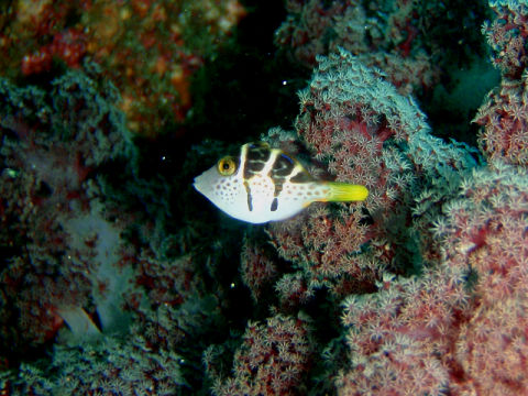 �ɓ������ʐ^�@�N���b�N�ő傫���Ȃ�܂�