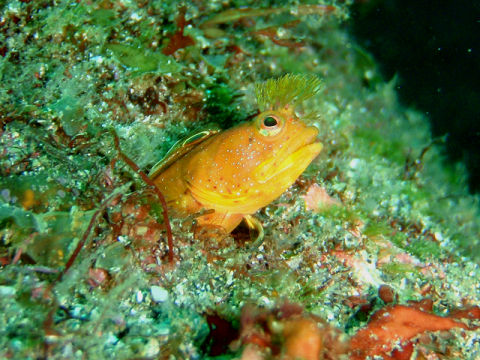 �ɓ������ʐ^�@�N���b�N�ő傫���Ȃ�܂�