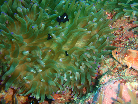 �ɓ������ʐ^�@�N���b�N�ő傫���Ȃ�܂�