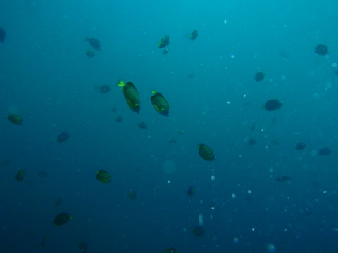 �ɓ������ʐ^�@�N���b�N�ő傫���Ȃ�܂�