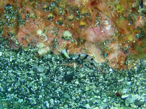 �ɓ������ʐ^�@�N���b�N�ő傫���Ȃ�܂�