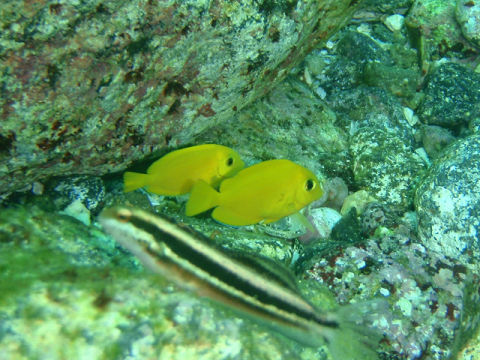 �ɓ������ʐ^�@�N���b�N�ő傫���Ȃ�܂�