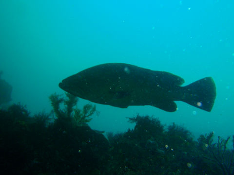 �ɓ������ʐ^�@�N���b�N�ő傫���Ȃ�܂�