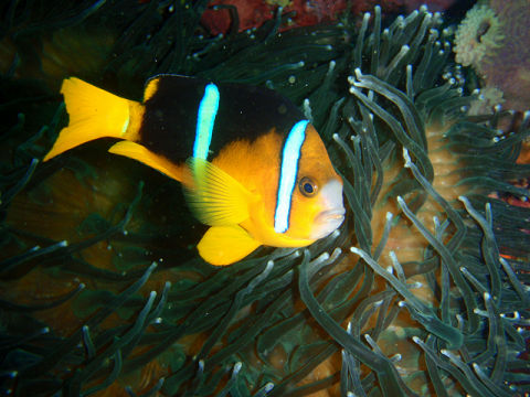 �ɓ������ʐ^�@�N���b�N�ő傫���Ȃ�܂�