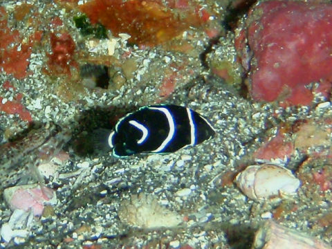 �ɓ������ʐ^�@�N���b�N�ő傫���Ȃ�܂�