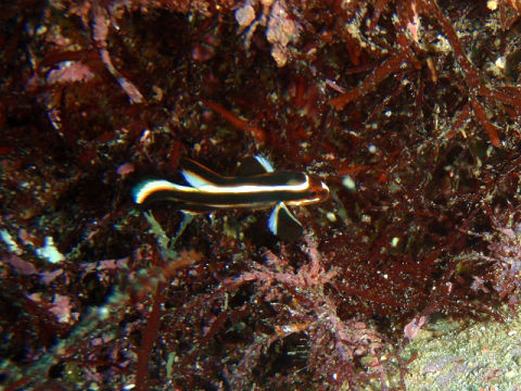 �ɓ������ʐ^�@�N���b�N�ő傫���Ȃ�܂�