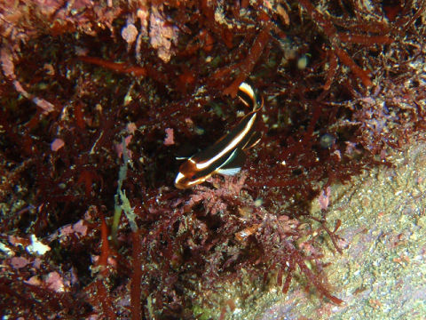 �ɓ������ʐ^�@�N���b�N�ő傫���Ȃ�܂�