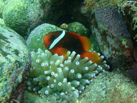 �ɓ������ʐ^�@�N���b�N�ő傫���Ȃ�܂�