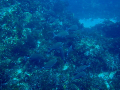 �ɓ������ʐ^�@�N���b�N�ő傫���Ȃ�܂�