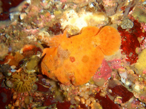 �ɓ������ʐ^�@�N���b�N�ő傫���Ȃ�܂�