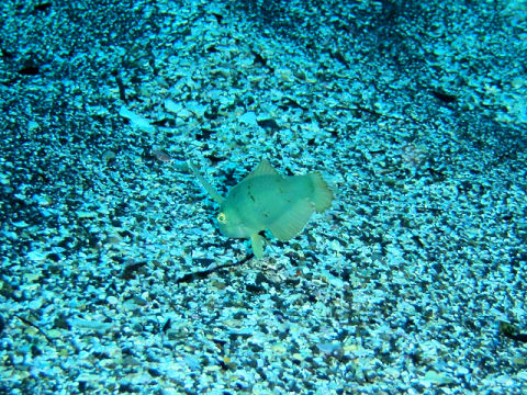 �ɓ������ʐ^�@�N���b�N�ő傫���Ȃ�܂�