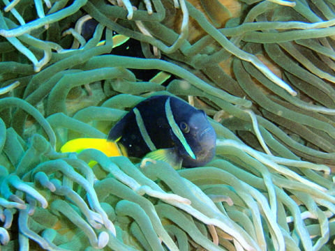 �ɓ������ʐ^�@�N���b�N�ő傫���Ȃ�܂�