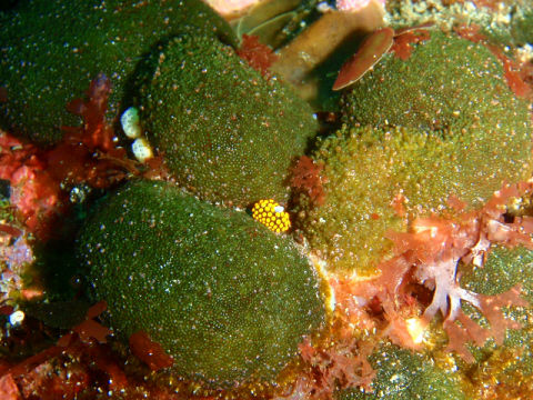 �ɓ������ʐ^�@�N���b�N�ő傫���Ȃ�܂�