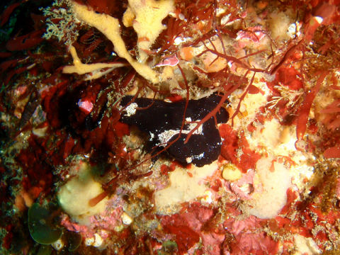 �ɓ������ʐ^�@�N���b�N�ő傫���Ȃ�܂�