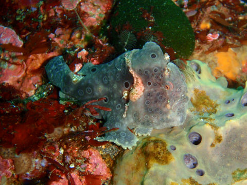 �ɓ������ʐ^�@�N���b�N�ő傫���Ȃ�܂�