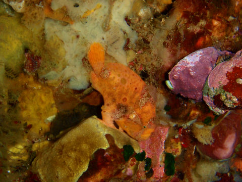 �ɓ������ʐ^�@�N���b�N�ő傫���Ȃ�܂�