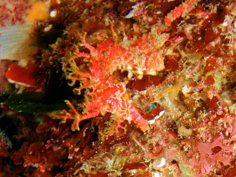 �ɓ������ʐ^�@�N���b�N�ő傫���Ȃ�܂�