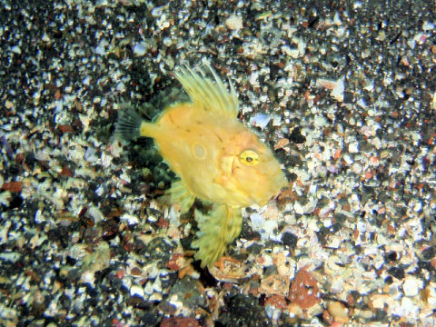 �ɓ������ʐ^�@�N���b�N�ő傫���Ȃ�܂�