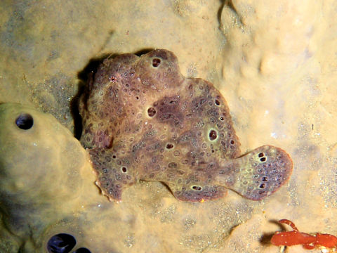 �ɓ������ʐ^�@�N���b�N�ő傫���Ȃ�܂�