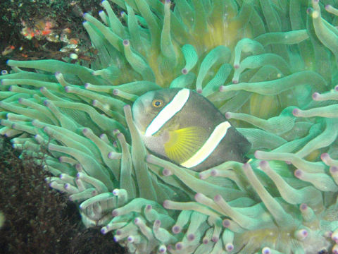 �ɓ������ʐ^�@�N���b�N�ő傫���Ȃ�܂�