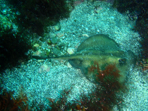 �ɓ������ʐ^�@�N���b�N�ő傫���Ȃ�܂�