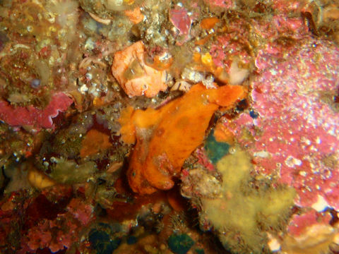 �ɓ������ʐ^�@�N���b�N�ő傫���Ȃ�܂�