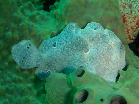 �ɓ������ʐ^�@�N���b�N�ő傫���Ȃ�܂�