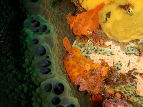 �ɓ������ʐ^�@�N���b�N�ő傫���Ȃ�܂�