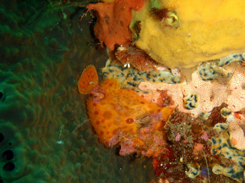 �ɓ������ʐ^�@�N���b�N�ő傫���Ȃ�܂�