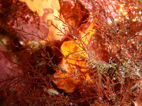 �ɓ������ʐ^�@�N���b�N�ő傫���Ȃ�܂�