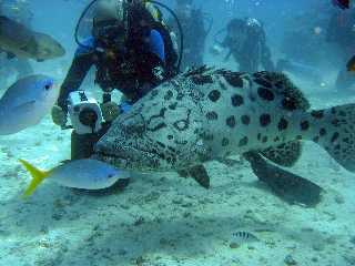 �W���C�A���g�|�e�g�R�b�h