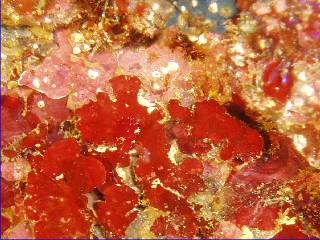 �_���S�E�I���������܂����H