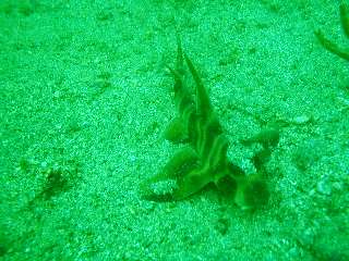 ������ƈÂ������H