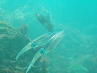 �n����̐����ʐ^