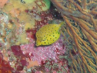 �����ʐ^�@�n�R�t�O