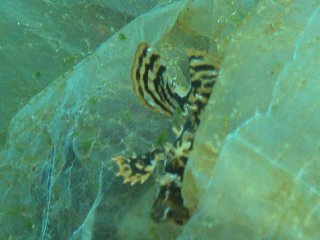 ������ƕ��������ǋL�O�̃n�i�I�R�[�̎ʐ^�ł��B�������񂠂肪�Ƃ�