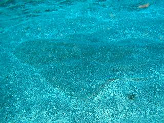  ��������̂��H�킩��܂��H