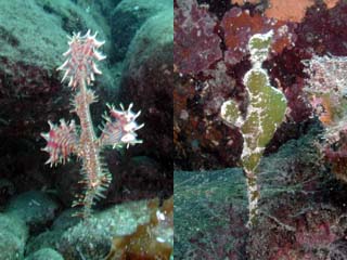 �J���k�L�����