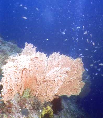 ���X����̏���i