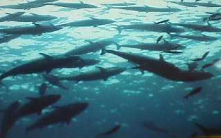 �C�\�}�O��