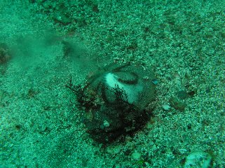 �^�R�m�}�N���̕���